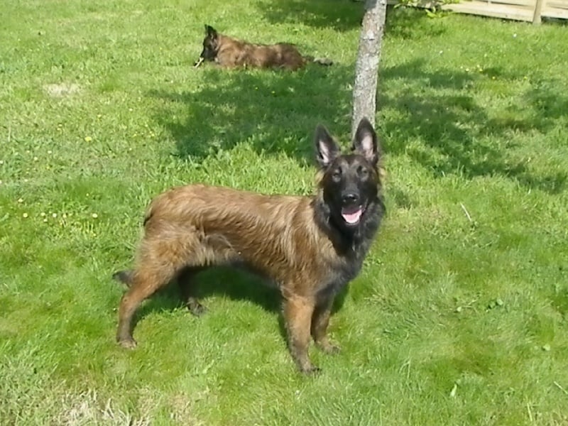 Publication : Du Domaine De L'hermine Auteur : laura dhellemmes