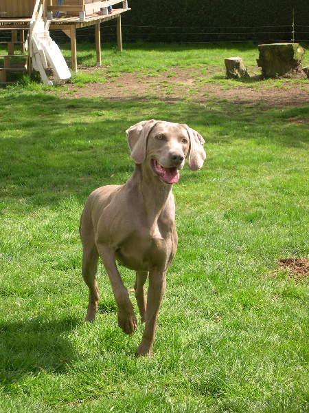 Urtie de la Roseraie de Pennanguer