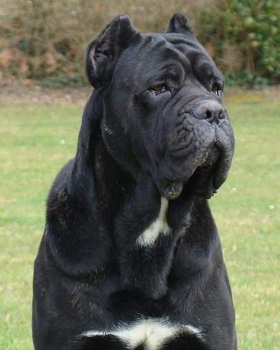 CH. Nunzio Degli elmi