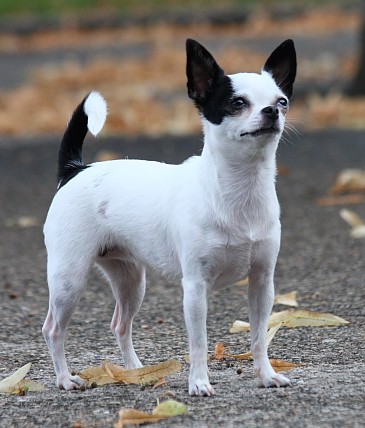 Publication : De La Vannia Des Corbes