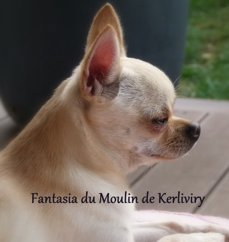 Fantasia *** du Moulin de Kerliviry