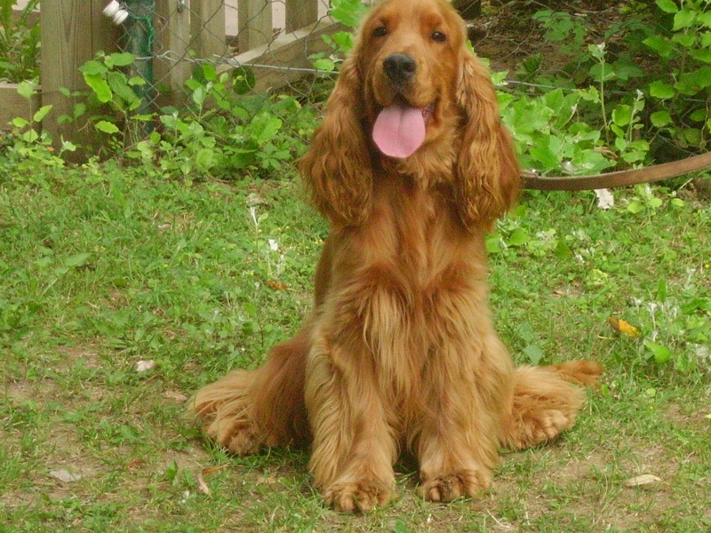 Publication : des brumes d'aurore Auteur : Laurence HUIBAN