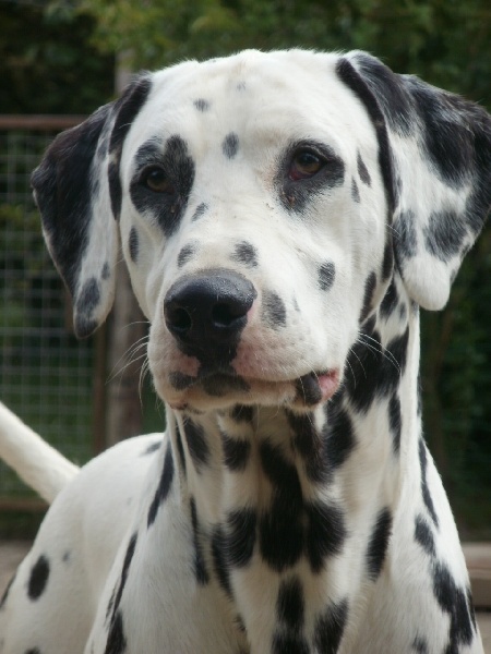 Extra chic De l'eden for ever