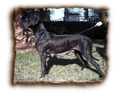 CH. Xsina-n della torre di velia