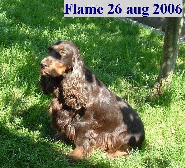 CH. Flame Of bloodline