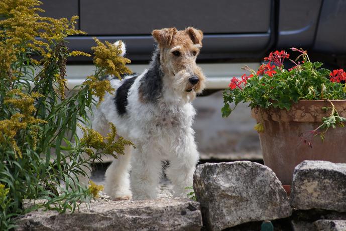 Chipie D'hondrecoutre