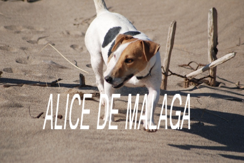 Alice De malaga