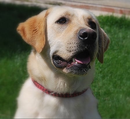 Effel du Hameau de Crecques