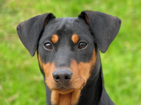 oakwood Fire cracker