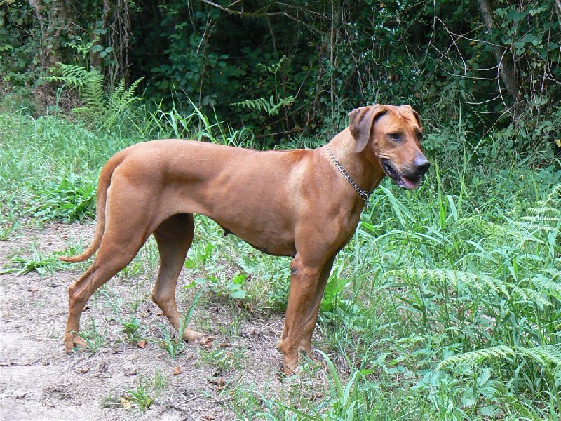 Vanille des Terres Lointaines