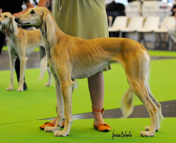 CH. daxlore D'elixyr