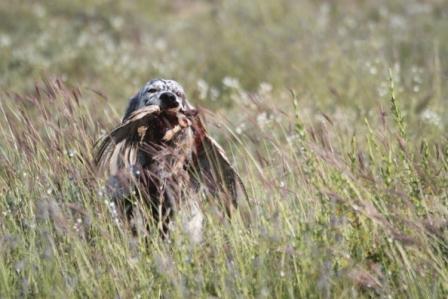 Publication : du Tourbillon Blanc 