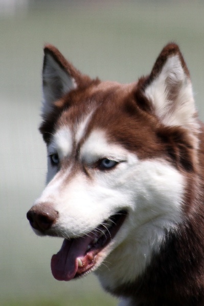 Publication : Of Dream Artic