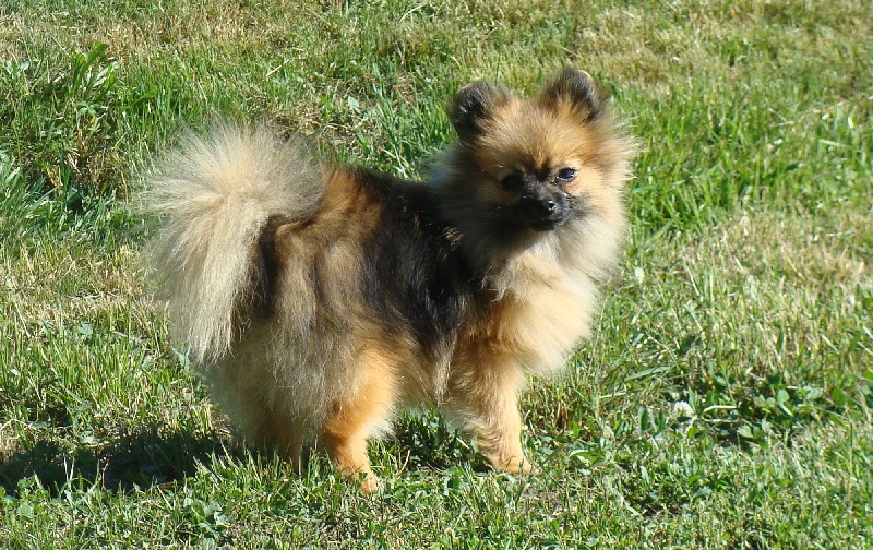 Publication : De Jereylle Auteur : Brousse Axelle