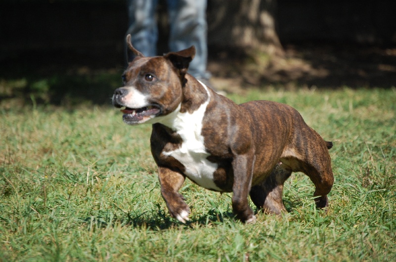 Publication : cynospirit