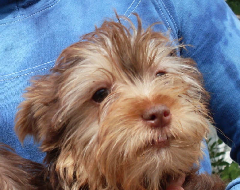 Publication : Vejvoda Dechristie Auteur : Tania Hosmanova