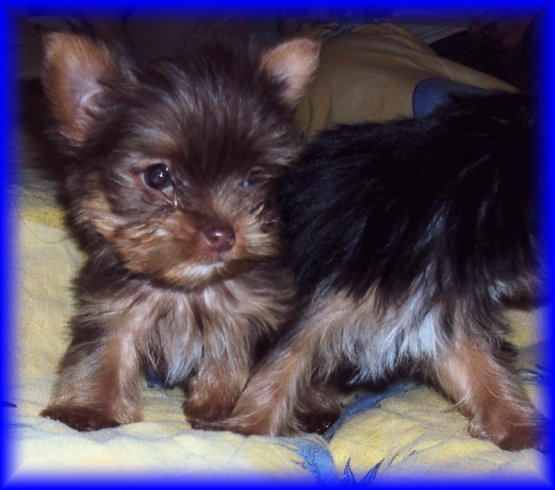 Publication : Vejvoda Dechristie Auteur : Tania Hosmanova