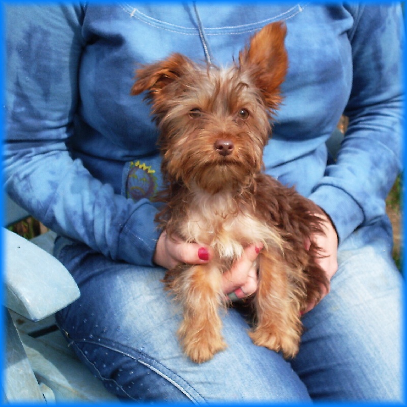 Publication : Vejvoda Dechristie Auteur : Tania Hosmanova