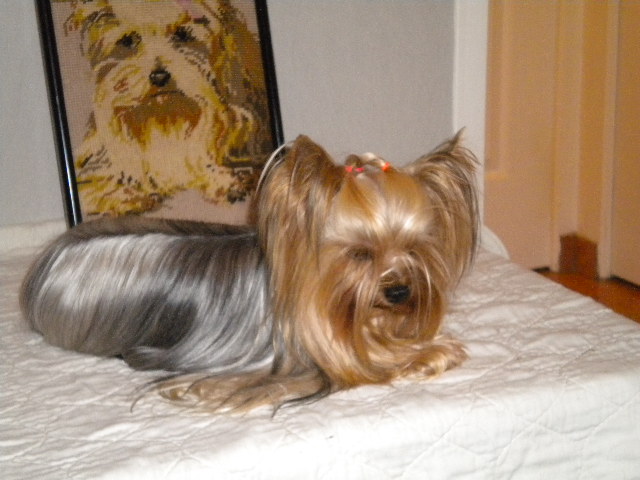 Deruchka Blue star norev's