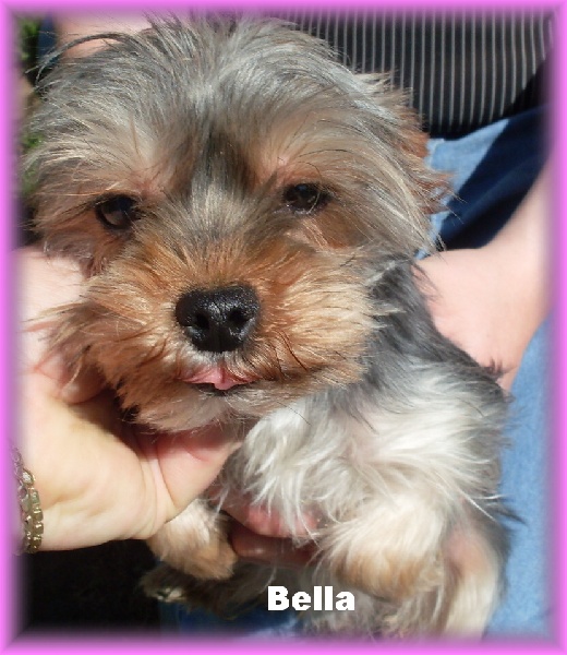 Publication : Vejvoda Dechristie Auteur : Tania Hosmanova