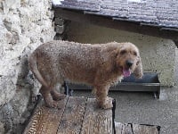 Étalon Basset fauve de Bretagne - Domino Titre Initial