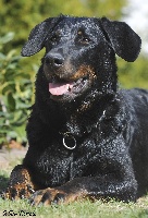 Étalon Berger de Beauce - CH. Baccara Poussière De Lune