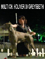 Étalon Braque de Weimar - CH. Holiver di Greysbeth