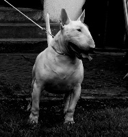 Étalon Bull Terrier - Credetta Fire & ice