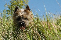 Étalon Cairn Terrier - Etna (Sans Affixe)