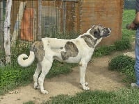 Étalon Cao de Gado Transmontano - A-equimono de grandais