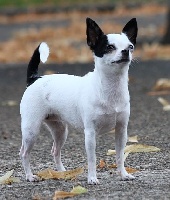 Étalon Chihuahua - Schroeder's Paper moon