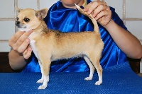 Étalon Chihuahua - Schroeder's Lil bee bee