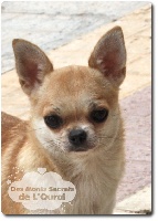 Étalon Chihuahua - Calcuta (dite salma) de joletacan
