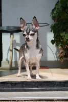 Étalon Chihuahua - outwest's Lill'husky