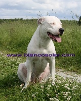 Étalon Dogo Argentino - Blanco Solar Deseable blues