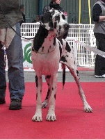 Étalon Dogue allemand - CH. Dakota d'Omaha dog