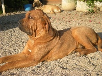 Étalon Fila Brasileiro - El ' dragon du domaine d'en bas