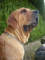 Étalon Fila Brasileiro - Esmeralda du domaine d'en bas