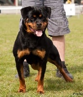 Étalon Rottweiler - Reni vom hause edelstein