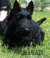 Étalon Scottish Terrier - CH. Gaîa du Mat des Oyats