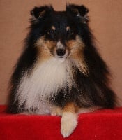 Étalon Shetland Sheepdog - Darius du Cap de la Coste