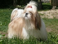 Étalon Shih Tzu - Eureka de l'Angelarde