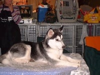 Étalon Siberian Husky - First lady of cold nomad's