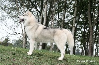 Étalon Siberian Husky - CH. Innisfree's Boy scout