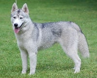 Étalon Siberian Husky - CH. atlanterra Amaunet