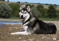 Étalon Siberian Husky - jalerran's Tj hooker of cold nomad's