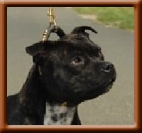 Étalon Staffordshire Bull Terrier - Bullyview Devil wears prada