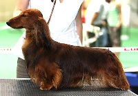 Étalon Teckel poil long - CH. Falco z lopenickych kopcu