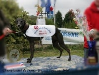 Étalon Whippet - CH. Valentinia du domaine des Chojnacki