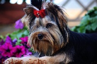Étalon Yorkshire Terrier - Fabiola De Boldo Lobo
